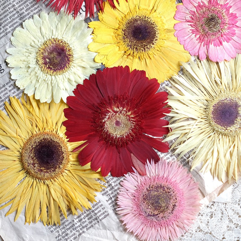 Resin Craft Ideas - 1pcs/7-9cm,Pressed Gerbera Dried Flowers Sunshine Color