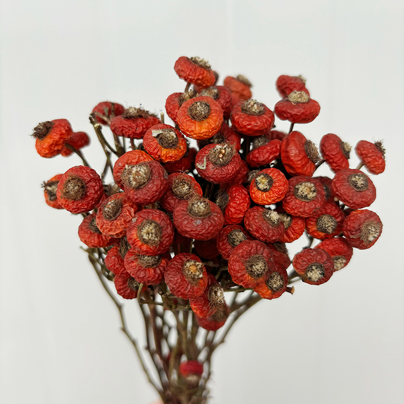 10pcs/Bunch Dried Rose Hip Ber - Dried Flower Bulk 评论和价格