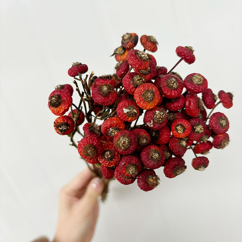 10pcs/Bunch Dried Rose Hip Ber - Dried Flower Bulk 评论和价格