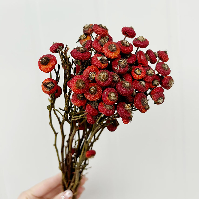 10pcs/Bunch Dried Rose Hip Ber - Dried Flower Bulk 评论和价格