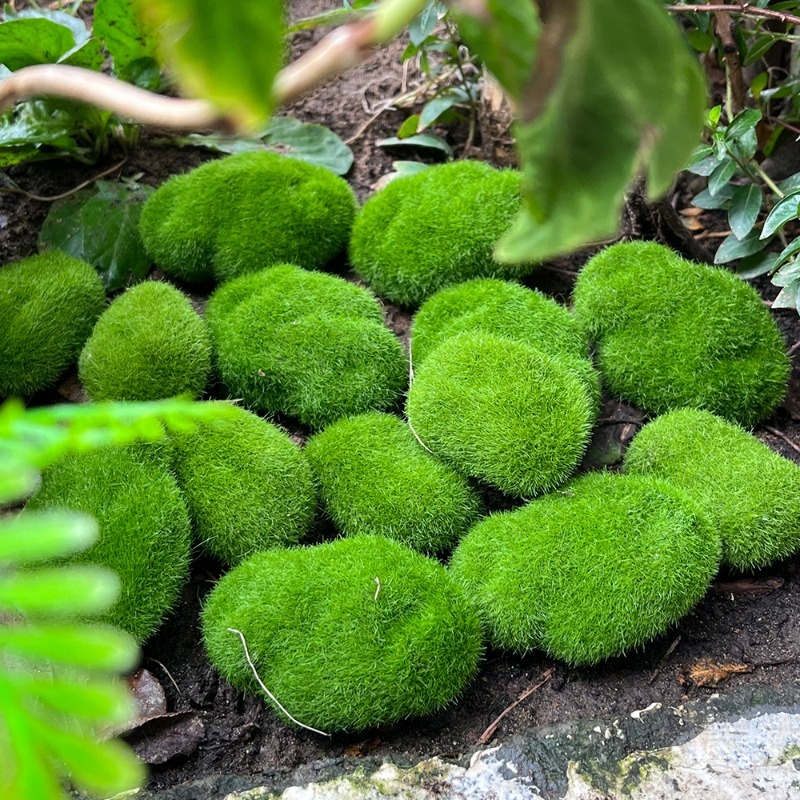 5/30pcs Simulation Moss Stone  - Terrarium Moss Art 评论和价格