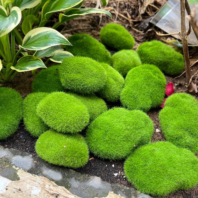 5/30pcs Simulation Moss Stone  - Terrarium Moss Art 评论和价格