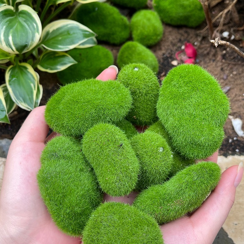 5/30pcs Simulation Moss Stone  - Terrarium Moss Art 评论和价格