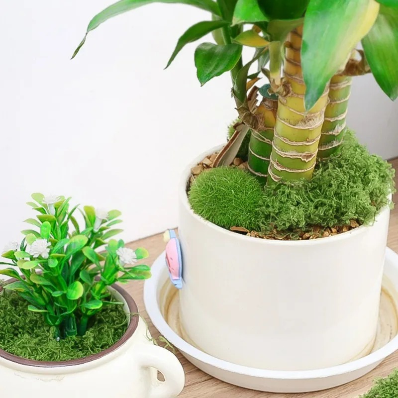 30/300G Artificial Realistic M - Terrarium Moss Art 评论和价格
