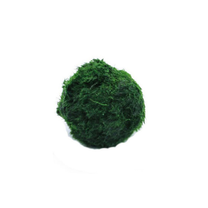 Marimo Moss Balls Live Aquariu - Terrarium Moss Art 评论和价格