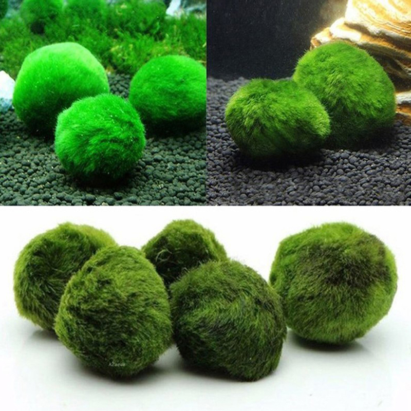 Marimo Moss Balls Live Aquariu - Terrarium Moss Art 评论和价格