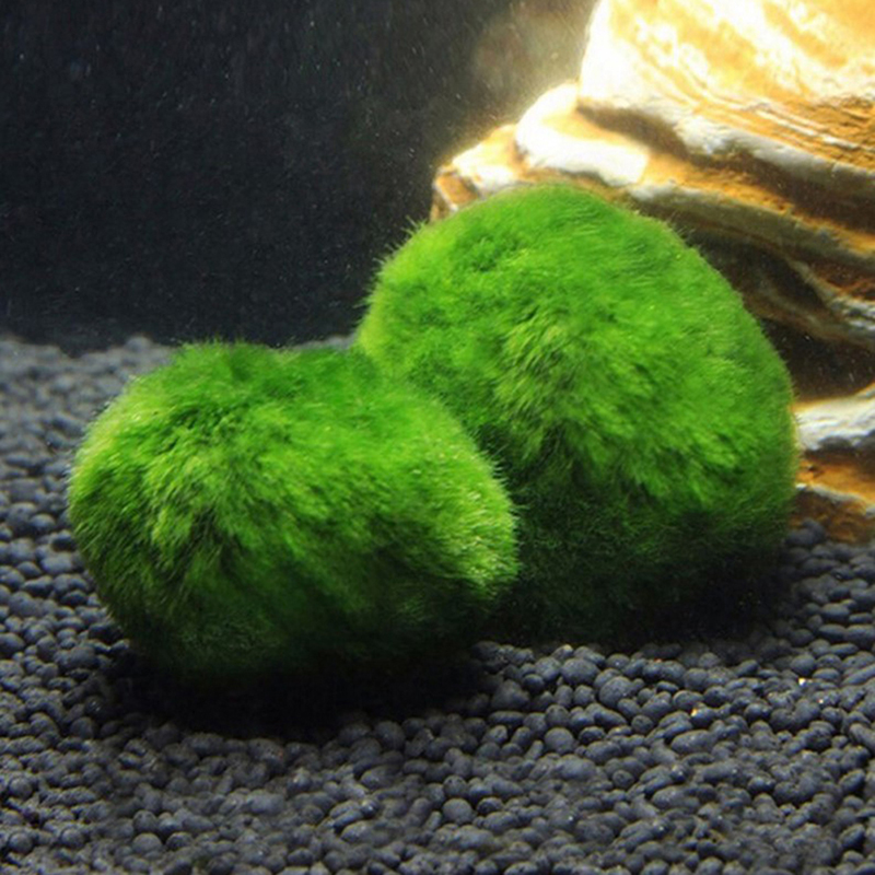 Marimo Moss Balls Live Aquariu - Terrarium Moss Art 评论和价格