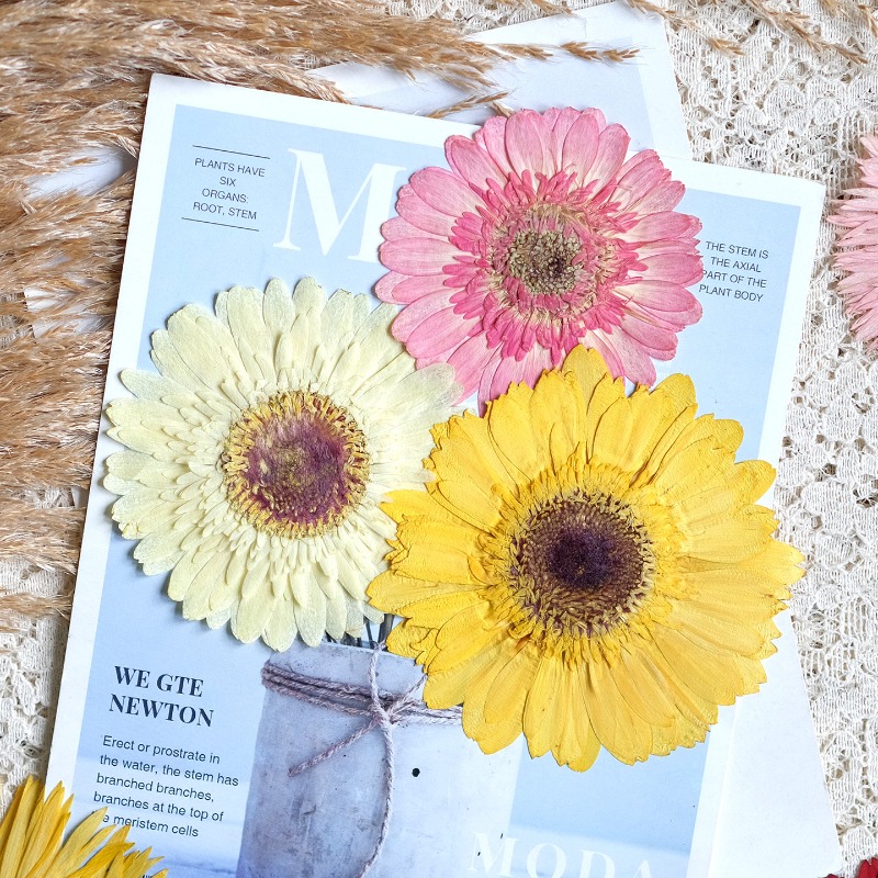 1pcs/7-9cm,Pressed Gerbera Dri - Resin Craft Ideas 评论和价格