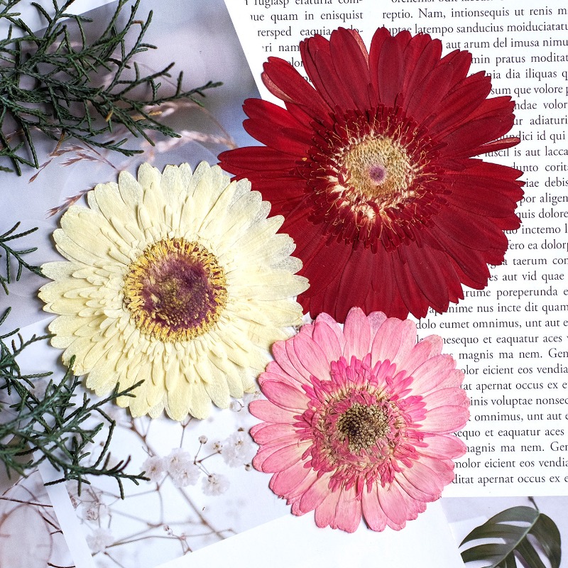 1pcs/7-9cm,Pressed Gerbera Dri - Resin Craft Ideas 评论和价格