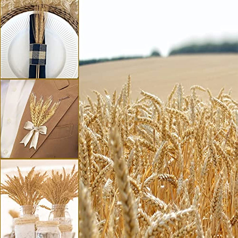 50/100/200PCS Dried Wheat Stal - Dried Flower Bulk 评论和价格